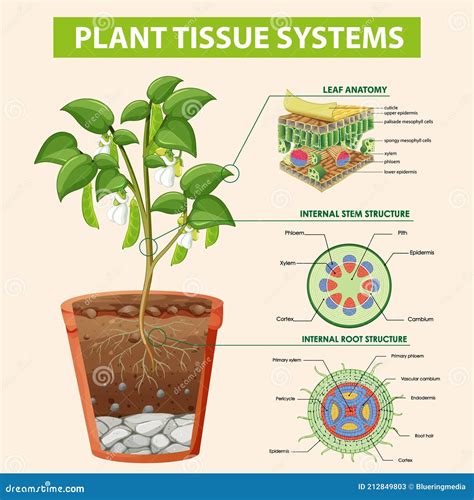 Plant Tissue Systems Vector Illustration Labeled Biology Structure