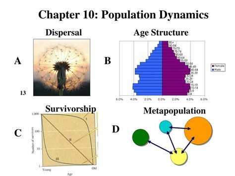 Ppt Chapter 10 Population Dynamics Powerpoint Presentation Free