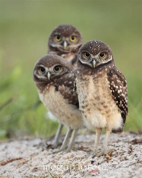 See more of south florida pets on facebook. Triplet Burrowing Owlets, Cape Coral, Florida | Megan ...