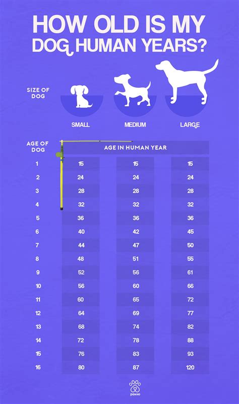 How Old Is A 1 Year Dog In Human Years