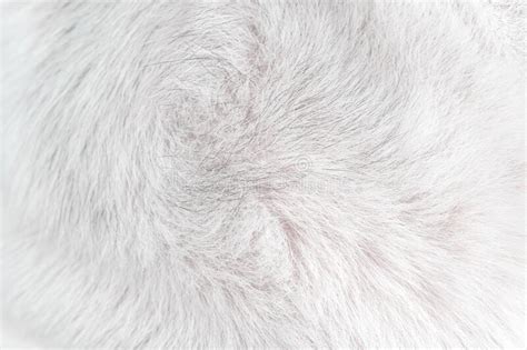 218 Dog Fur Texture Soft Patterns Stock Photos Free And Royalty Free