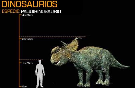 Image Pachyrhinosaurus Disney Wiki