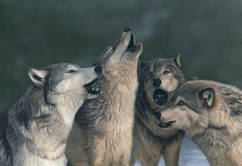 Wolf Song By Terry Isaac