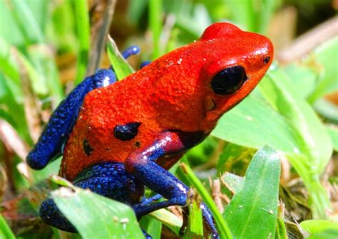 Strawberry Poison Dart Frog ~ Amphibians World