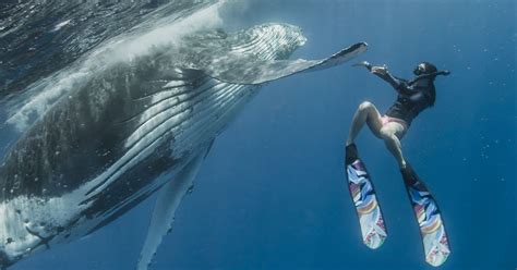 Humpback Whale Swims With Lucky Diver In Incredible Photographs