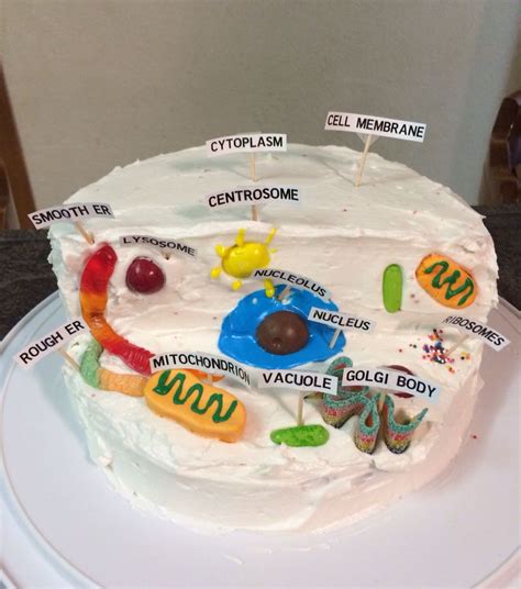 A person could use jelly for cytoplasm and a painted ping pong ball for the nucleus, and cardboard for the cell membrane. Animal cell model | Animal cell, Edible cell project ...