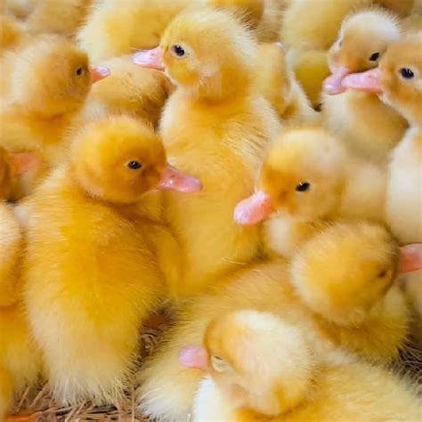 Một con vịt 🦆 chú vịt con cho bé 🦆 nhạc thiếu nhi sôi động cho bé!♫ đăng ký/subscribe youtube channel: Kỹ thuật chăn nuôi vịt con
