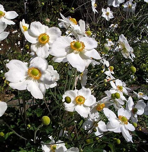 Pick Of The Week Japanese Anemone Elegant Flower Embodies Calm
