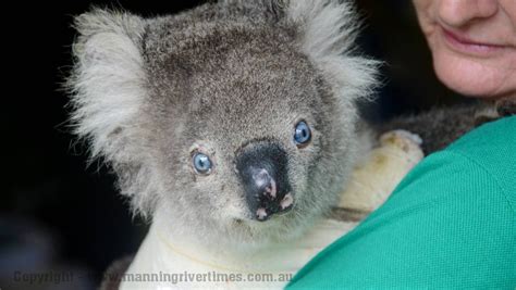 Rare Blue Eyed Koala Koala Koala Bear Cute Animals