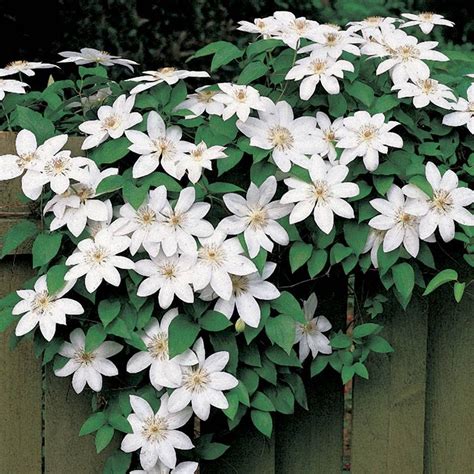 Henryi Clematis Jackson And Perkins
