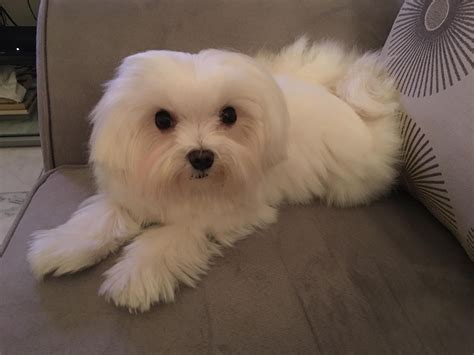 Teacup dog breeds price in india. Mini Maltese Dog Price In India