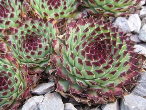 Sempervivum calcareum is an interesting species, its peculiarity is