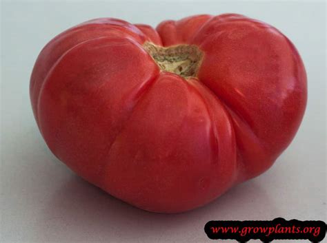 Beefsteak Tomato Plant How To Grow And Care