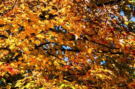 Golden Autumn Branches Free Stock Photo Public Domain Pictures