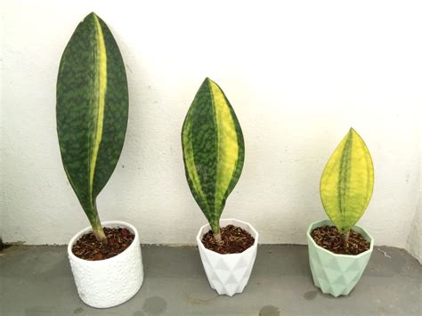 Let's take a look at a few care and propagation tips, and i'll also show you my journey so far with this plant! Variegated Whale Fin