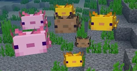 Want To Tame An Axolotl In Minecraft Heres How To Do It