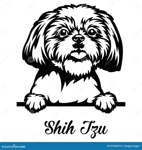 Shih Tzu Peeking Dog Head Isolated On White Stock Vector