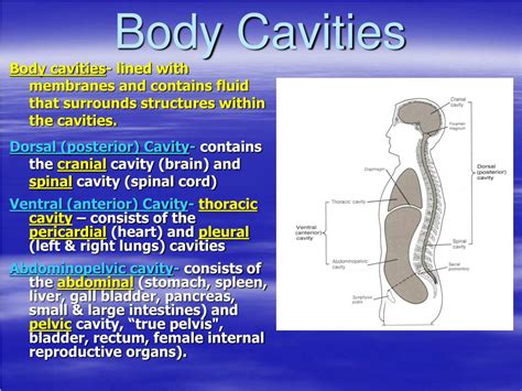 Organs In The Body Cavities Dorsal Body Cavity Definition Organs