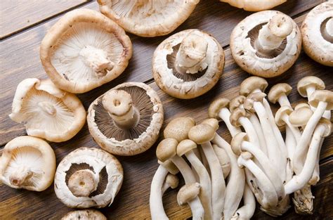 Cycling comes in different forms and is a great way to explore and challenge yourself. Ten Mushrooms that Prevent Disease and Stop Cancer