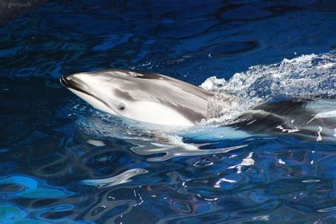 Pacific White Sided Dolphins Wild Rescued And Captive Owlcation