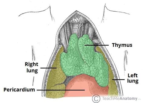 The Thymus Gland Structure Vasculature Teachmeanatomy