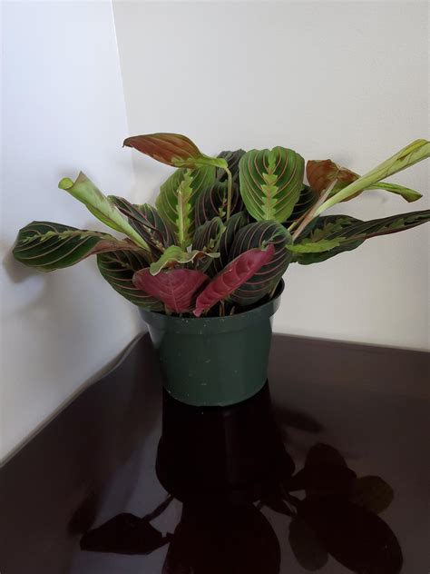 Red Maranta Prayer Plant 6 Inch Etsy