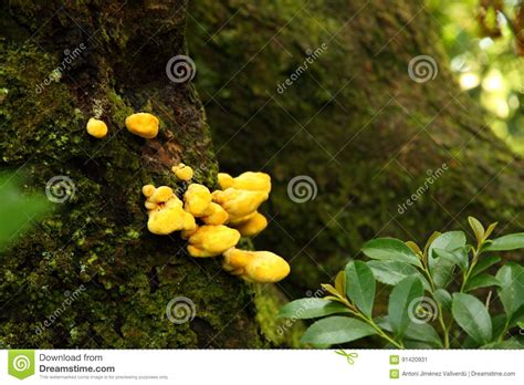 Yellow Mushrooms In A Garden In Kanazawa Japan Stock Image Image Of