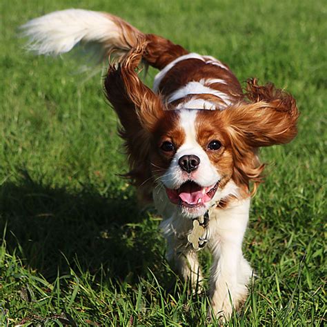 The 22 Happiest Dog Breeds Will Make Your Day Slice