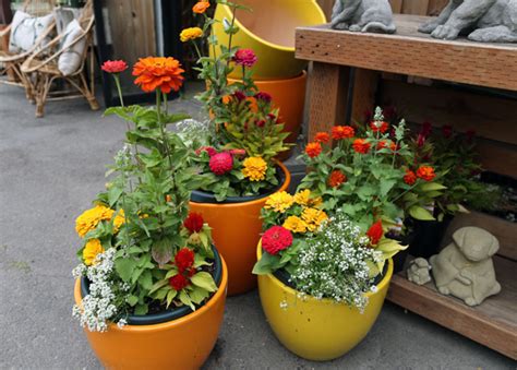 Pet-safe gardening – Plant Something Oregon
