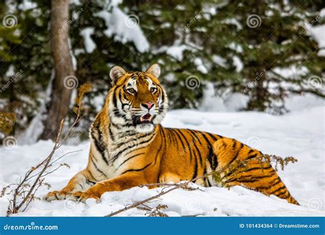 Tiger Laying In The Snow Stock Photo Image Of Montana 101434364