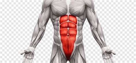 Rectus Abdominis Muscle Transverse Abdominal Muscle Abdominal External