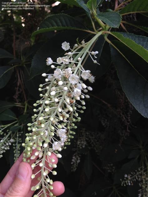 Plant Identification Closed Fragrant Shrub With White