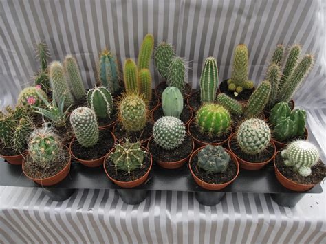 Not only that, but leafy houseplants also give off moisture and help humidify the air. Miami Tropical Plants - Tropical Plant Company in Miami