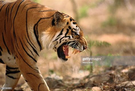 Bengal Tiger Snarling Side View Stock Photo Getty Images