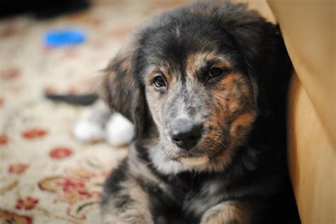 I've reduced the price to help them get adopted quickly! Golden Mountain Dog (Golden Retriever-Bernese Mountain Mix) Info and Pictures