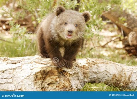 Grizzly Bear Cubs Wallpapers Gallery