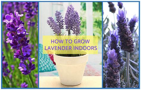 Lavender Plant Indoors
