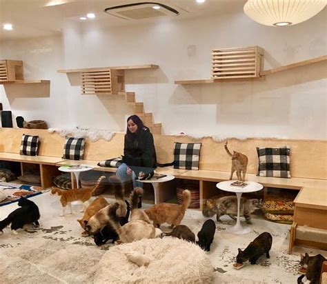 KitTea Cat Cafe, San Francisco - Intermission - Restaurant ...