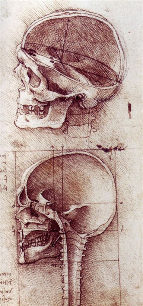 The Drawings Of Leonardo Da Vinci Leonardo Da Vinci Anatomy Art
