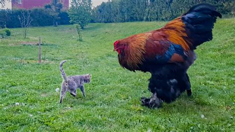 Weird Chicken Breeds Chicks Farm Egg Incubator Farming Youtube