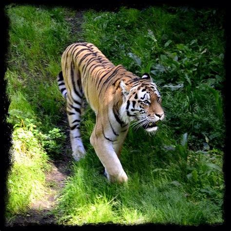 Visited borås zoo to make a nice movie for my audience, but it did not turn out quite as i had imagined, it borås djurpark / zoo rymmer inte bara en hel savann utan även härliga lekplatser, barnens zoo. Tiger at Borås Zoo in Borås Stad Sweden | Tiger, Stad