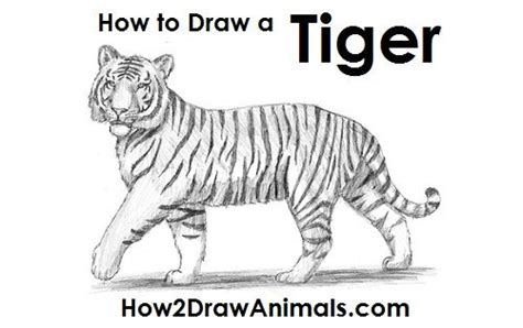 How To Draw A Tiger Video Step By Step Pictures Artofit