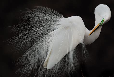The 2015 Audubon Photography Awards Winners Audubon