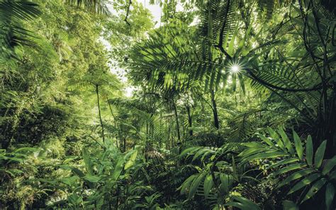 Top 10 Most Beautiful Jungles Of The World Updated 2021 Phenomenal