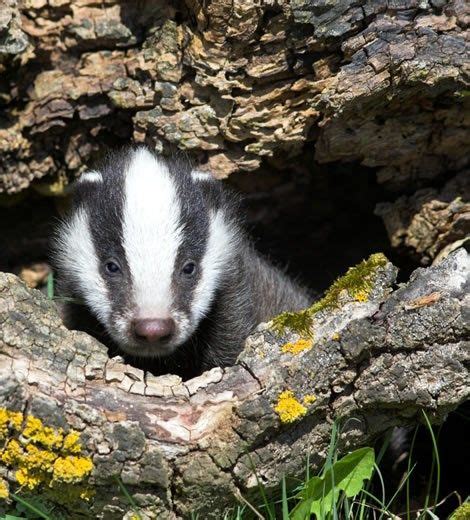 Where Do Badgers Live Badger Setts And Facts Woodland Trust Baby