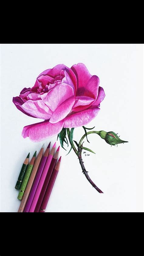 How To Draw A Rose With Colored Pencil In 2020 Flower Drawing
