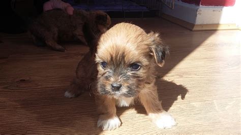Do shorkies have any health risks? shorkie puppies | Doncaster, South Yorkshire | Pets4Homes