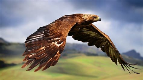 Hawks Animals Birds Flying Eagle Wallpapers Hd
