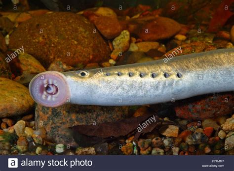 Includes dictionary, usage examples, pronunciation function and additional vocabulary feature. European river lamprey, lampern, Flussneunauge, Fluss ...