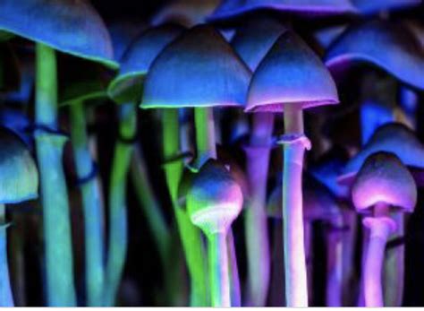 Psilocybin Mushrooms